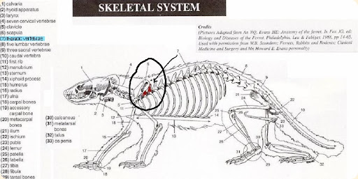 Ferret Anatomy Chart