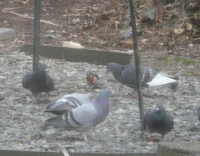 Taken from inside. How funny - Grosbeak with Pigeons!