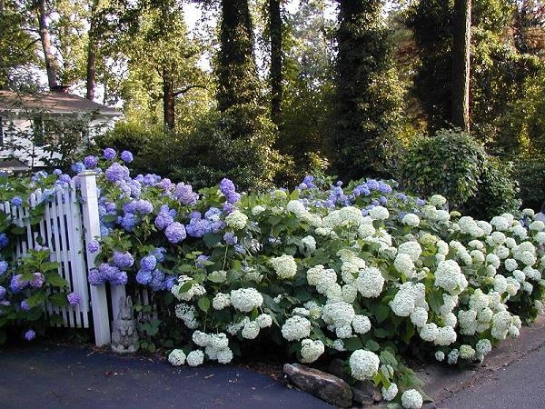 [hydrangea5.jpg]