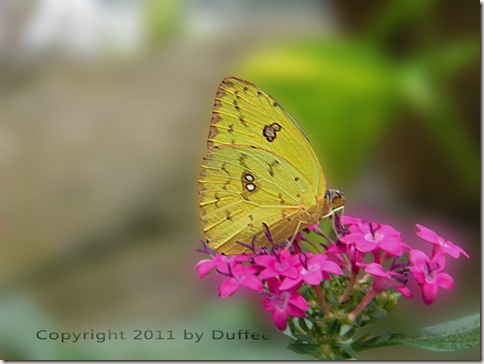 Orange Barred Sulphur Butterfly
