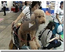 Petshop no Japão