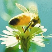 [bumblebee%255B3%255D.jpg]