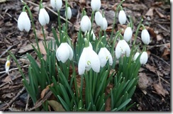 clump of snowdrops
