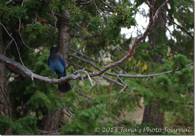 Steller's Jay at Bryce Point Steller's Jay at Bryce Point