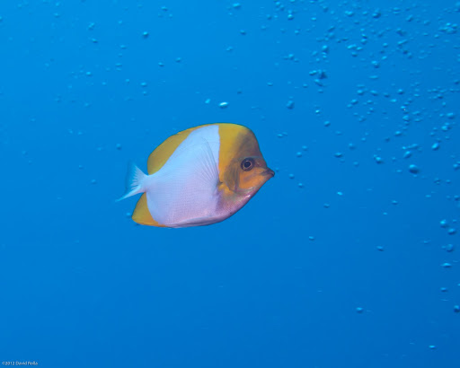 P5063385