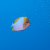 P5063385