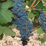 Mendoza Mendoza