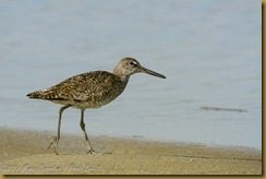 Willet  - Tringa semipalmata