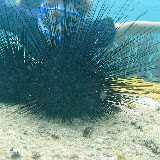 Snorkeling in the Caribbean