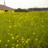 Ibusuki