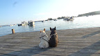 Even though there's no sand or seaweed to sniff at, it's pretty peaceful sitting here looking at all of the boats moored in the harbor.