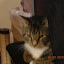 cats_chance_2010-05-22_08.JPG