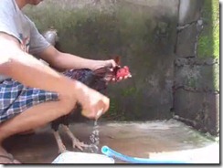 memendikan ayam 009 memendikan ayam 009