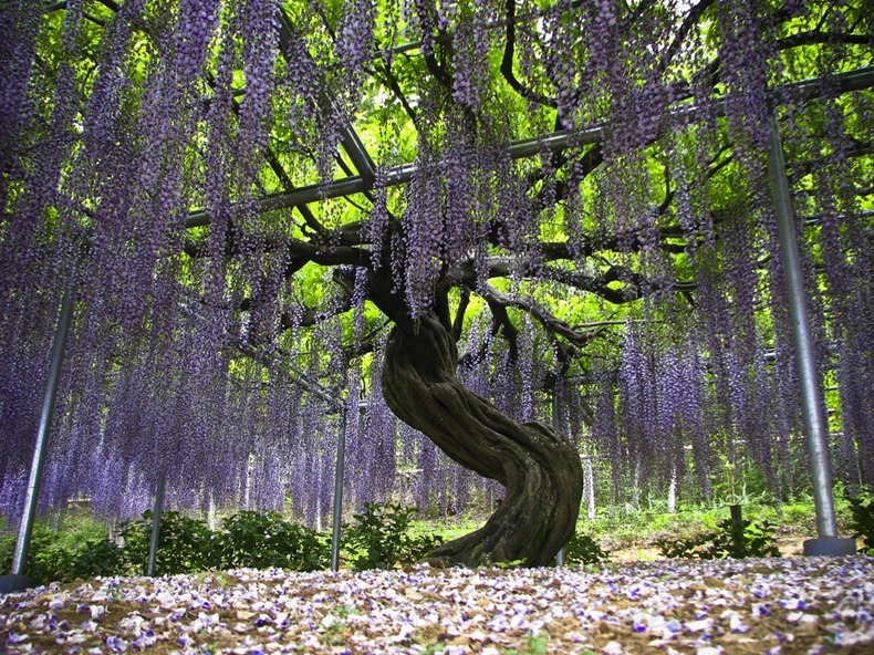 ثقافة الزهور عند اليابانيين Ashikaga-flower-park-6%255B2%255D