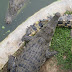 The intimidating (but lazy) crocodiles The intimidating (but lazy) crocodiles
