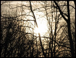 sun rises above the trees