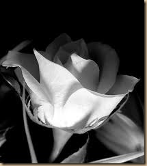 black and white flower