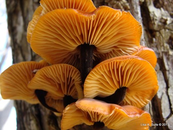 Flammulina velutipes-Oct 28 2009 Flammulina velutipes-Oct 28 2009