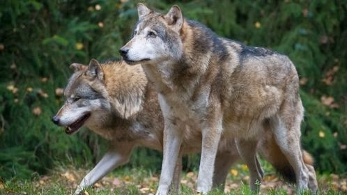 [heidewolf.jpg__498x280_q80_crop-%252C%255B2%255D.jpg]