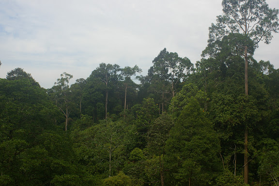 La forêt de Sepilok, 10 août 2011. Photo : J.-M. Gayman