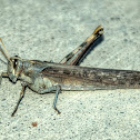Grasshopper