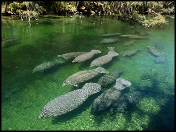 Swimming in the Blue Spring 031