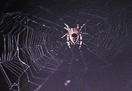 [arabellaanita201196999%255B3%255D.jpg]