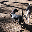 DogPark-20.jpg