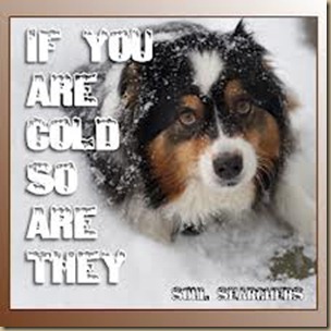 Primcats: Remember, it's cold for your pets too!