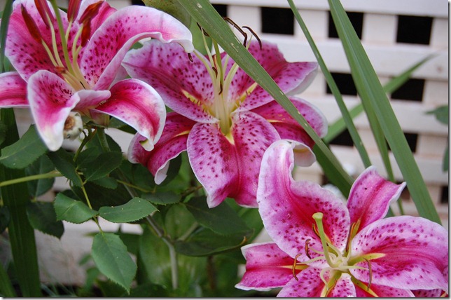 DSC_0020 DSC_0020