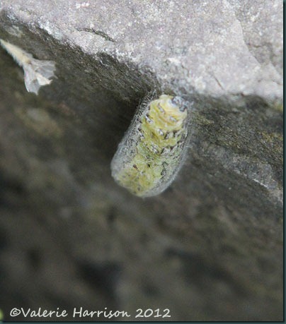 17-6-spot-burnet-caterpillar