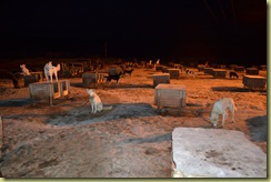 Husky Farm