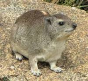 Hyrax