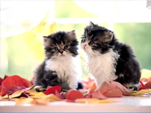 Image Dimension: 512x385 :: I am love these Cats I am love these Cats