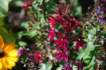 DSC_8553.jpg