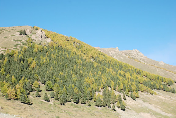 Tianshan - Versant sud boisé bicolore