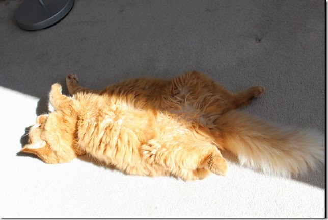 sun seeker sun seeker