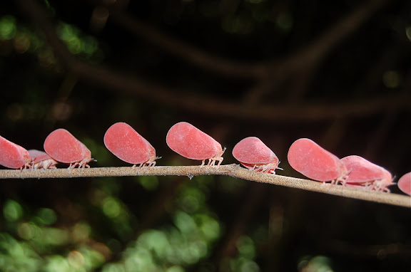 Hemiptera : Fulgoroidea : Flatidae : Phromnia rosea. Réserve d'Ankarafantsika (50 km à l'est de Majunga), 210 m d'altitude, 9 février 2011. Photo : T. Laugier