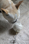 Francesca!  This nesting material receptacle is coated with bird poop!  No wonder the canaries are huddled at the top.