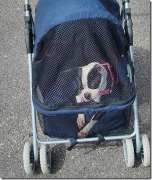 mazy stroller mazy stroller