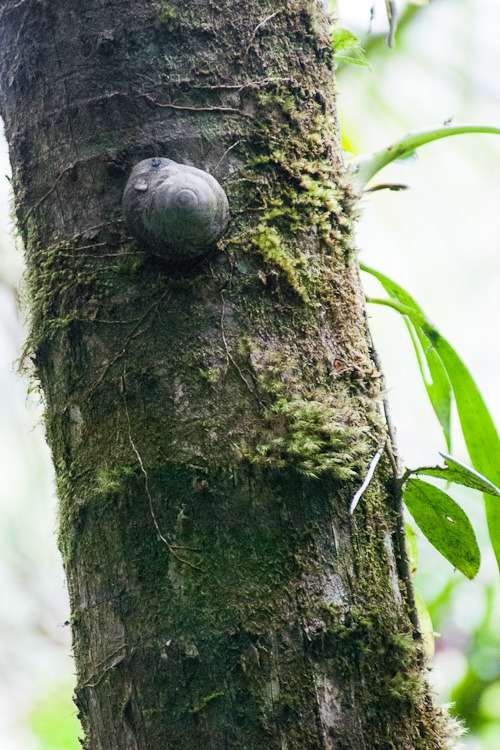 [El-Yunque-Rainforest-blog-115.jpg]