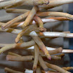 Champerge-2011-Event-Hampshire-t-Hof-van-Gelre-lochem-100.jpg