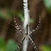 Argiope aurantia.jpg