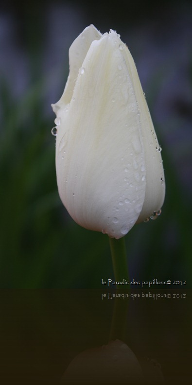 IMG_0828 IMG_0828