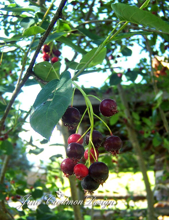 [Berries%255B4%255D.jpg]