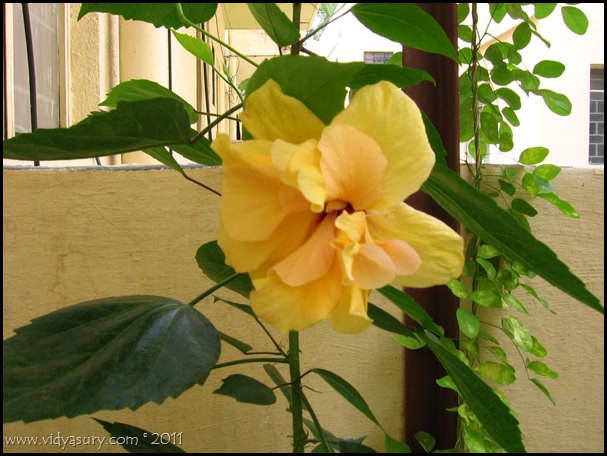 VidyaSury-2