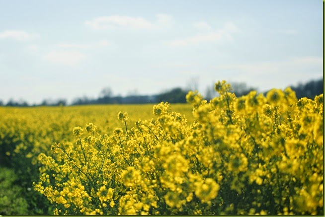 oil seed rape close