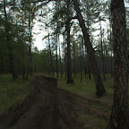 Waldweg