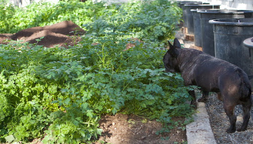 Sharkey, this parsley is also thriving. Just look haw green and bushy it is. A relative of celery, parsley is very nutritious and imparts wonderful flavor to savory dishes. It's also the world's most popular herb. Sharkey, this parsley is also thriving. Just look haw green and bushy it is. A relative of celery, parsley is very nutritious and imparts wonderful flavor to savory dishes. It's also the world's most popular herb.