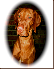 RUSTY'S REGISTRATION PHOTO RUSTY'S REGISTRATION PHOTO